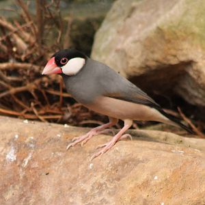 Java sparrow