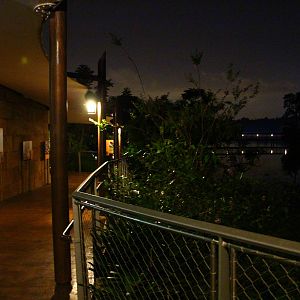 River Safari After Dark