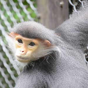 Red-shanked douc langur