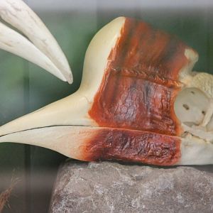 Skull Helmed hornbill