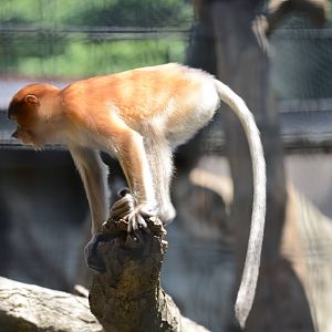 Proboscis Monkey