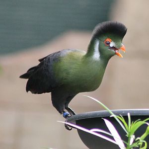 White-cheeked touraco