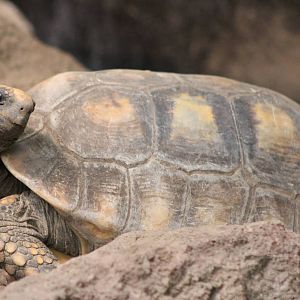 Yellow-footed tortoise