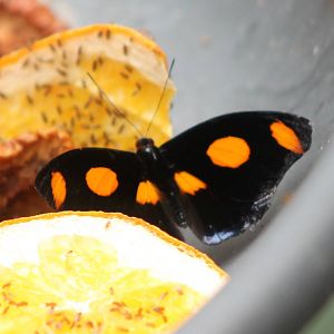 Butterfly ID
