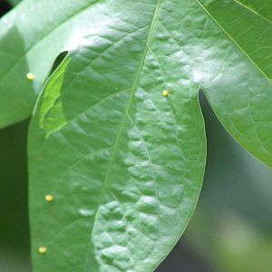 Eggs Passiflora butterfly