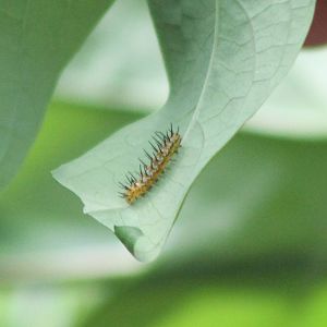 Caterpillar Passiflora butterfly ID