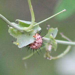Caterpillar Heliconius butterfly ID