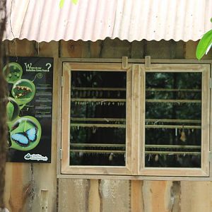 New hatchling house for butterflies