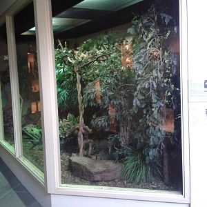 Enclosure Berlanger tree shrew and Crested wood quail