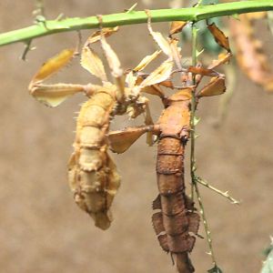 Australian stick insects