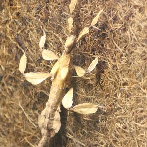 Australian stick insect