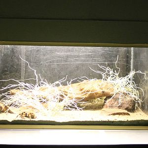 Bird spider enclosure