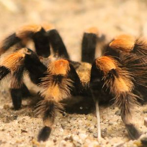 Mexican red-knee bird spider