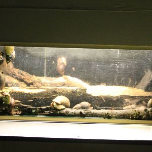 Enclosure African giant snails