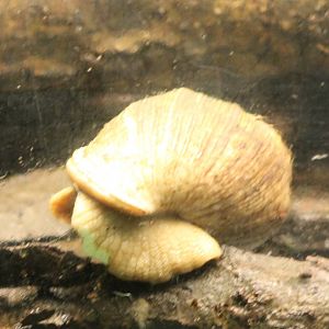 African giant snail