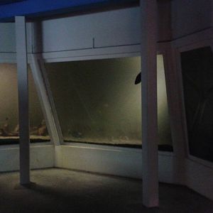 Aquarium European fish