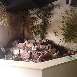 Enclosure Brush-tailed bettong