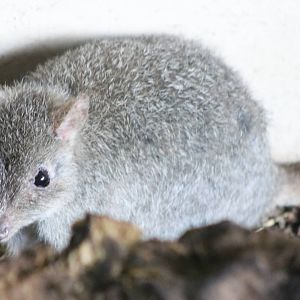 Brush-tailed bettong