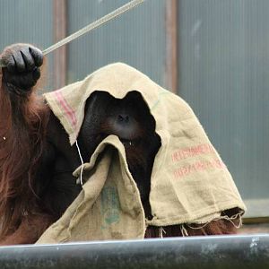 Tuan - Bornean Orangutan