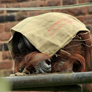 Tuan - Bornean Orangutan