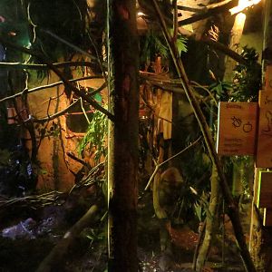 Mixed enclosure with votsotsa, galago & slow lorises