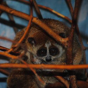 Pygmy Slow Loris
