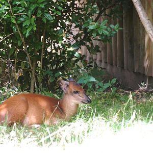 Natal Red Duiker at Chester, 27/07/14