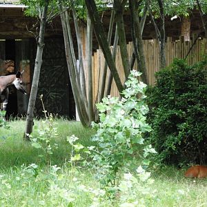 Okapi and Natal Red Duiker at Chester, 27/07/14