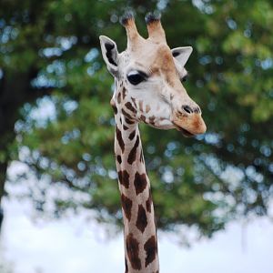 Rothschild's Giraffe at Chester, 27/07/14