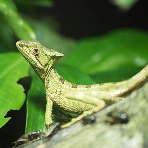 Cone-headed Lizard at Chester, 27/07/14