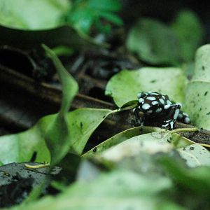 Rio Maranon Poison Dart Frog at Chester, 27/07/14