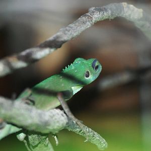 Green Crested Lizard at Chester, 27/07/14