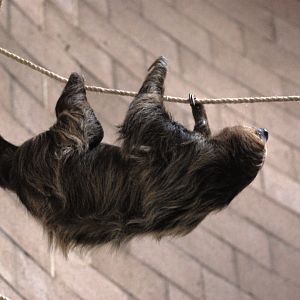 Linne's Two-toed Sloth at Chester, 27/07/14