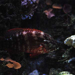 Flag Grouper at Chester, 27/07/14