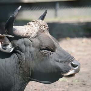 Banteng at Chester, 27/07/14