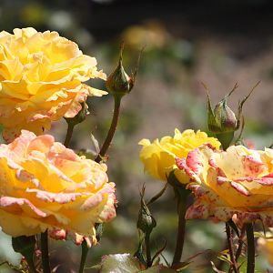 Rose close-up, 24th July 2014