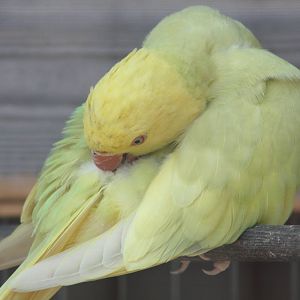 Indian Ring-necked Parakeet, 24th July 2014