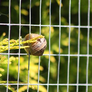 Snail in unusual location, 24th July 2014