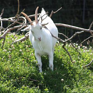Pygmy Goat enjoying the summit of Goat Mountain, 24th July 2014