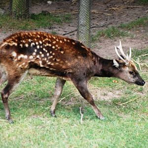 Philippine Spotted Deer at Chester, 27/07/14