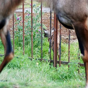 Southern Lesser Kudu Young at Chester, 27/07/14
