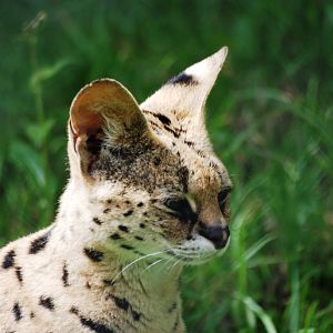 Serval at Chester, 27/07/14