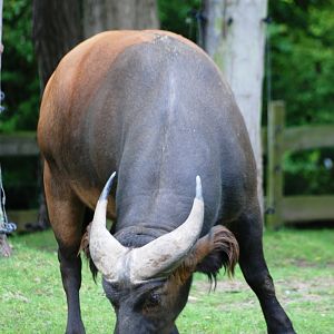 Male Congo Buffalo at Chester, 27/07/14