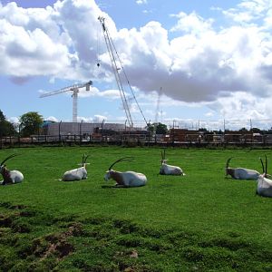 Oryx with Islands Construction at Chester, 27/07/14