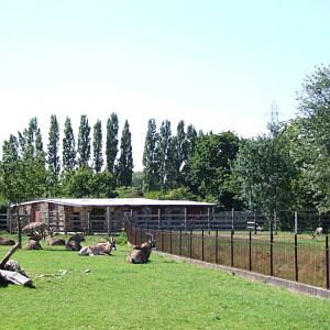 Antelope Paddocks at Chester, 27/07/14