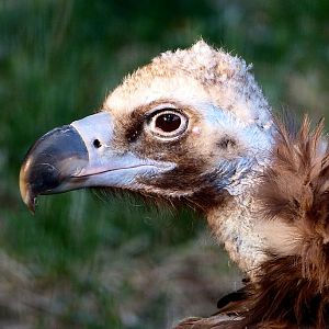 Aegypius monachus portrait