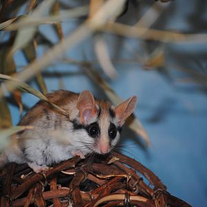 Asian Garden Dormouse