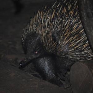 Short-Beaked Echidna
