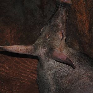 Aardvark