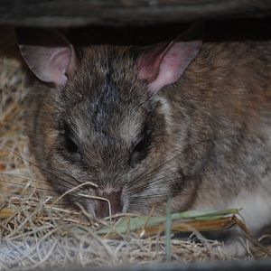 Malagasy Giant Rat